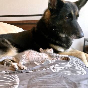 Domestic Short Hair Cats Available for Adoption - Osso Bucco 16 | PetCurious