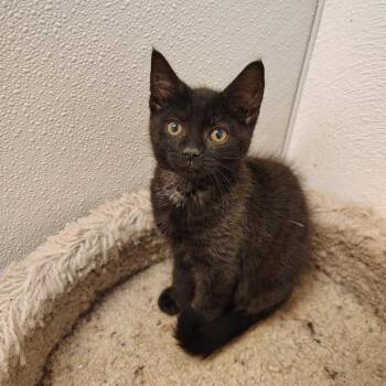 Wonton -  Domestic Short Hair Cat for Adoption in Indiana, Pennsylvania - Wonton | PetCurious
