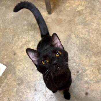 Monkey -  Domestic Short Hair Cat for Adoption in Shinnston, West Virginia - Monkey | PetCurious