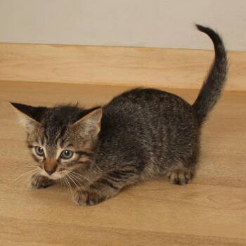 Elfie C71404 -  Domestic Short Hair Cat for Adoption in Minnetonka, Minnesota - Elfie C71404 | PetCurious