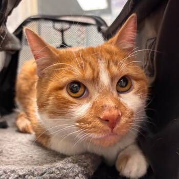 Guero -  Domestic Short Hair Cat for Adoption in Murray, Utah - Guero | PetCurious