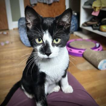 Ice Cream -  Domestic Short Hair Cat for Adoption in Guelph, Ontario - Ice Cream | PetCurious