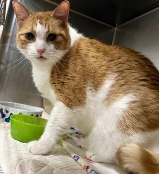 Newton -  Domestic Short Hair Cat for Adoption in San Antonio, Texas - Newton | PetCurious