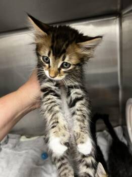 Marlin -  Domestic Long Hair and Tabby Cat for Adoption in Jamestown, California - Marlin | PetCurious