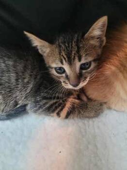 Rescue Domestic Short Hair Cats for Adoption in Memphis, Tennessee - Lipton | PetCurious