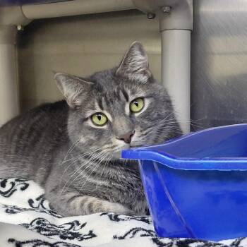 Domestic Short Hair Cats Available for Adoption in Springfield, Illinois - Bruiser | PetCurious