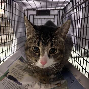 Domestic Short Hair Cats Available for Adoption in Philadelphia, Pennsylvania - Harold | PetCurious