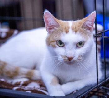 Rescue Domestic Short Hair Cats for Adoption in Calgary, Alberta - Spinney | PetCurious