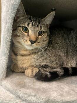 Rescue Domestic Short Hair Cats for Adoption in Portsmouth, Virginia - Granite | PetCurious