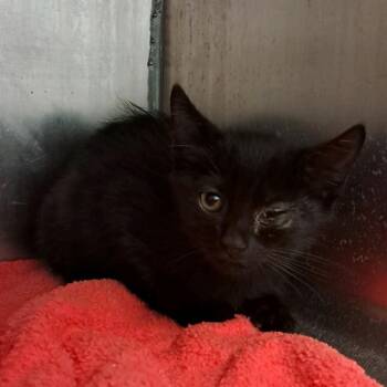 Malachi -  Domestic Short Hair Cat for Adoption in Valley, Alabama - Malachi | PetCurious