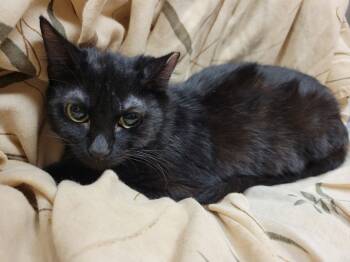 Rescue Domestic Short Hair Cats for Adoption in Lorain, Ohio - Brownie | PetCurious