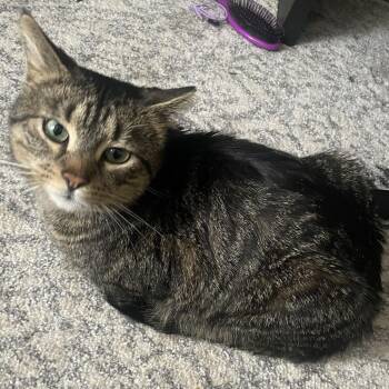 Domestic Short Hair Cats Available for Adoption - Fisher | PetCurious