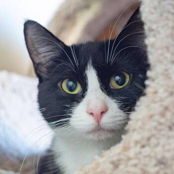 Belinda -  Domestic Short Hair Cat for Adoption in Port Washington, New York - Belinda | PetCurious