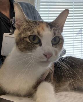 Chrissy -  Domestic Short Hair Cat for Adoption in Lafayette, Indiana - Chrissy | PetCurious