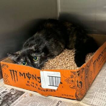 Polarius -  Domestic Short Hair Cat Available for Adoption in Shinnston, West Virginia - Polarius | PetCurious