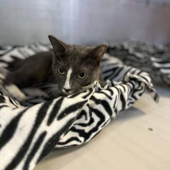 Peppermint Patty -  Domestic Short Hair Cat for Adoption in Sarasota, Florida - Peppermint Patty | PetCurious