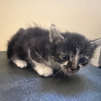 Domestic Medium Hair Cats Available for Adoption in Pasadena, California - Danbi | PetCurious