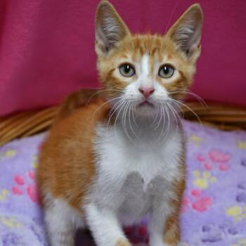 BAC-Stray-142276 -  Domestic Short Hair Cat for Adoption in Beaumont, Texas - BAC-Stray-142276 | PetCurious