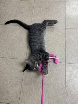 LOVER MAN -  Domestic Short Hair Cat for Adoption in Killeen, Texas - LOVER MAN | PetCurious