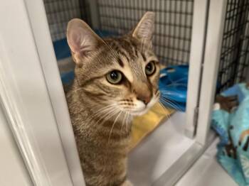 Domestic Short Hair Cats Available for Adoption in Raleigh, North Carolina - Celery Salt | PetCurious