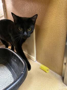 Paula -  Domestic Short Hair Cat for Adoption in Wheaton, Illinois - Paula | PetCurious