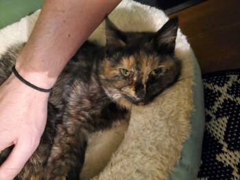 Domestic Short Hair Cats Available for Adoption - Fiona | PetCurious