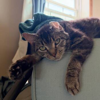 Stuffalo Bill -  Domestic Short Hair Cat for Adoption in State College, Pennsylvania - Stuffalo Bill | PetCurious