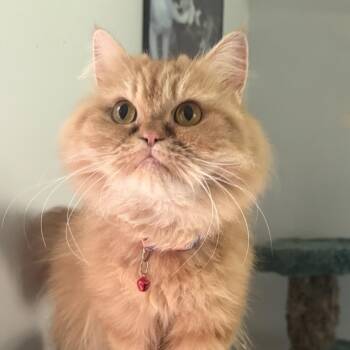 Adorable Judy- dog friendly -  Persian Cat for Adoption in Woodbridge, Virginia - Adorable Judy- Dog Friendly | PetCurious