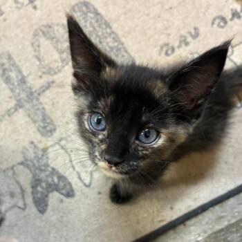Agnetha -  Domestic Short Hair Cat for Adoption in Madison, Wisconsin - Agnetha | PetCurious