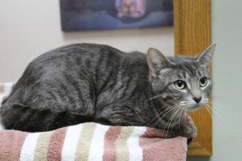 Domestic Short Hair Cats Available for Adoption in Portage, Wisconsin - Tiffany | PetCurious