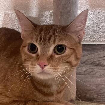 Domestic Short Hair Cats Available for Adoption - Cheeseball | PetCurious