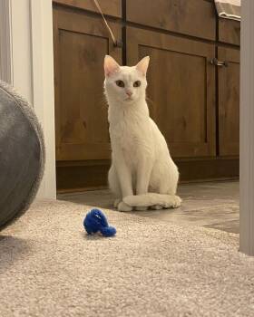 Domestic Short Hair Cats Available for Adoption in Minneapolis, Minnesota - Aurora | PetCurious