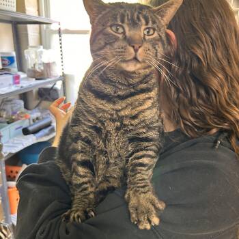 Domestic Short Hair Cats Available for Adoption in Myerstown, Pennsylvania - Ivy Aka Phoenix | PetCurious
