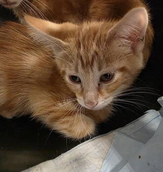Tuna -  Domestic Short Hair Cat for Adoption in Metamora, Illinois - Tuna | PetCurious