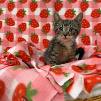 Keroppi -  Domestic Short Hair Cat for Adoption in Riverwoods, Illinois - Keroppi | PetCurious