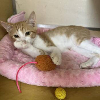 Popeye 54277 -  Domestic Medium Hair Cat for Adoption in Las Vegas, Nevada - Popeye 54277 | PetCurious