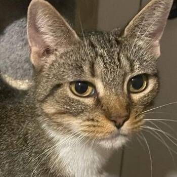 Rescue American Shorthair Cats for Adoption in Denver, North Carolina - Lark | PetCurious