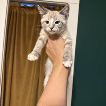 Ice Cream -  Domestic Short Hair and Siamese Cat for Adoption in Granville, Ohio - Ice Cream | PetCurious