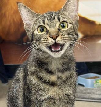 Shylo -  Domestic Short Hair Cat for Adoption in Auburndale, Florida - Shylo | PetCurious