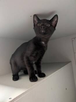 Bianca -  Domestic Short Hair Cat for Adoption in Louisburg, North Carolina - Bianca | PetCurious