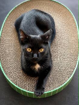 Crumble - Sweet & Confident -  Domestic Short Hair Cat for Adoption in Hamilton, Ontario - Crumble - Sweet & Confident | PetCurious