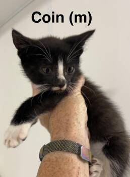 Coin -  Domestic Short Hair Cat for Adoption in Saugerties, New York - Coin | PetCurious