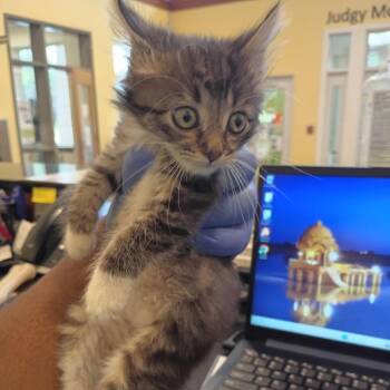 Cleopatra -  Domestic Short Hair Cat for Adoption in Lynchburg, Virginia - Cleopatra | PetCurious