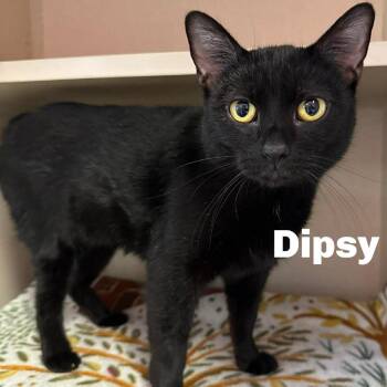 Domestic Short Hair Cats Available for Adoption - Dipsy 251091 | PetCurious