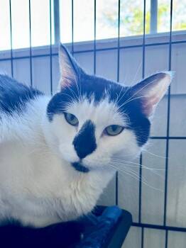 Bandit -  Domestic Short Hair Cat for Adoption in Cumberland, Maine - Bandit | PetCurious