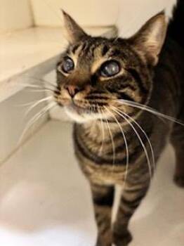 Rescue Tabby Cats for Adoption in Fresno, California - Enzo | PetCurious