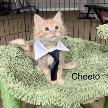 Cheeto Argo -  Domestic Medium Hair Cat for Adoption in Eagle Mountain, Utah - Cheeto Argo | PetCurious