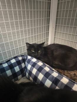 Iris -  Domestic Medium Hair Cat for Adoption in Vancouver, Washington - Iris | PetCurious