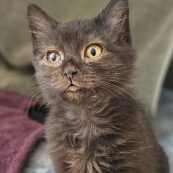 Sublime -  Domestic Medium Hair Cat for Adoption in Oakland, California - Sublime | PetCurious