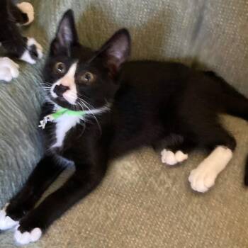 Jasper - Playful and Cute -  Tuxedo Cat for Adoption in Hoquiam, Washington - Jasper - Playful And Cute | PetCurious